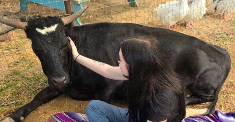 This Arizona Sanctuary Lets You Hug Cows And Give Pigs Belly Rubs