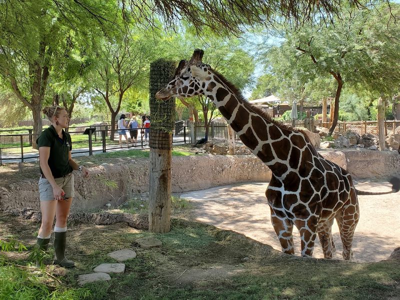 The Giraffe Encounter: Feeding Royalty At Eye Level