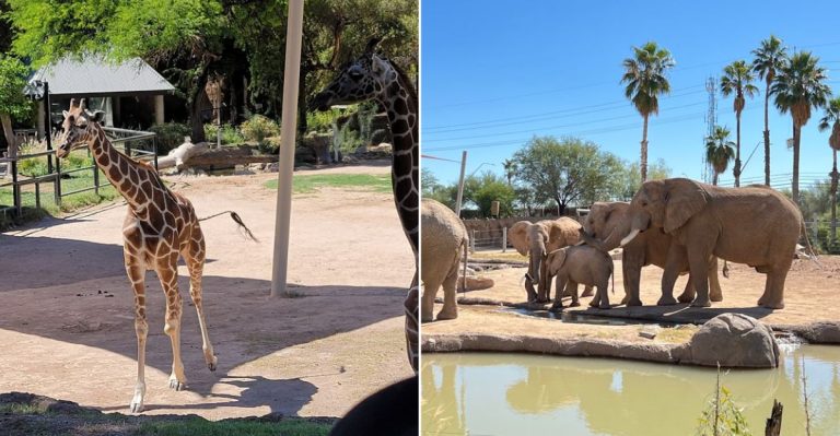 This Arizona Zoo Lets You See Gentle Giants Up Close