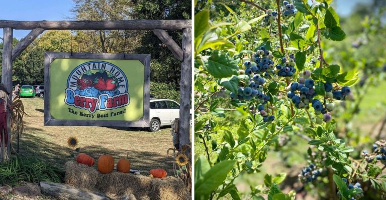 This Arkansas Berry Patch Might Be The Sweetest Summertime Escape You’ve Never Had