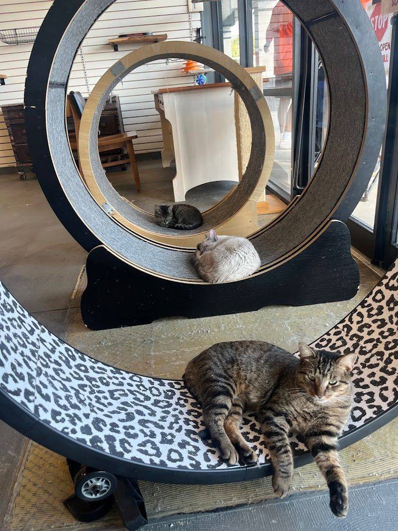 Giant Maine Coons Steal The Spotlight