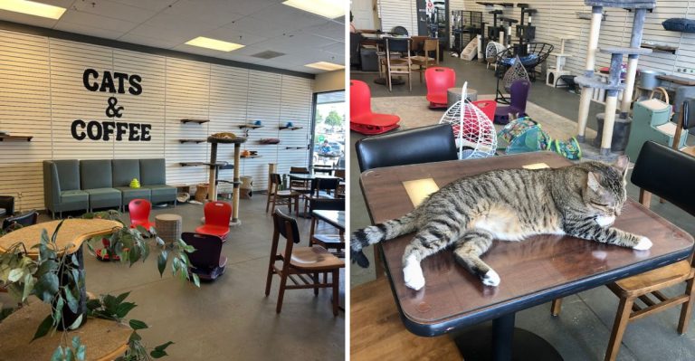 This Arkansas Cat Cafe Features Giant Maine Coons And Adoptable Cats Everyone Loves