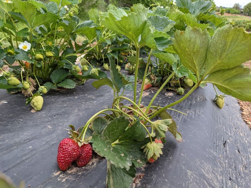 Spring Strawberry Season Brings Sweet Fields To Life