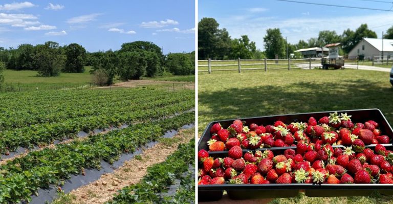 This Arkansas Farm Is Perfect For Picking Your Own Strawberries This Spring