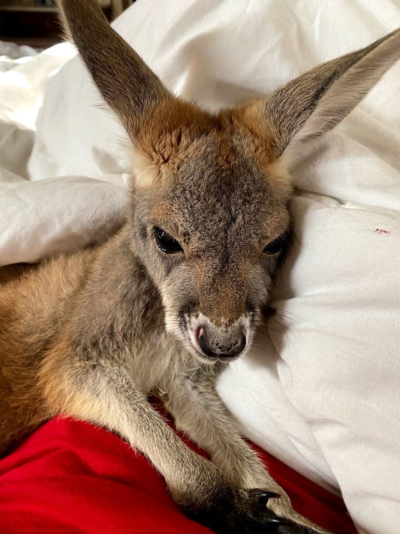 Meet Kangaroos Up Close And Feed Them By Hand