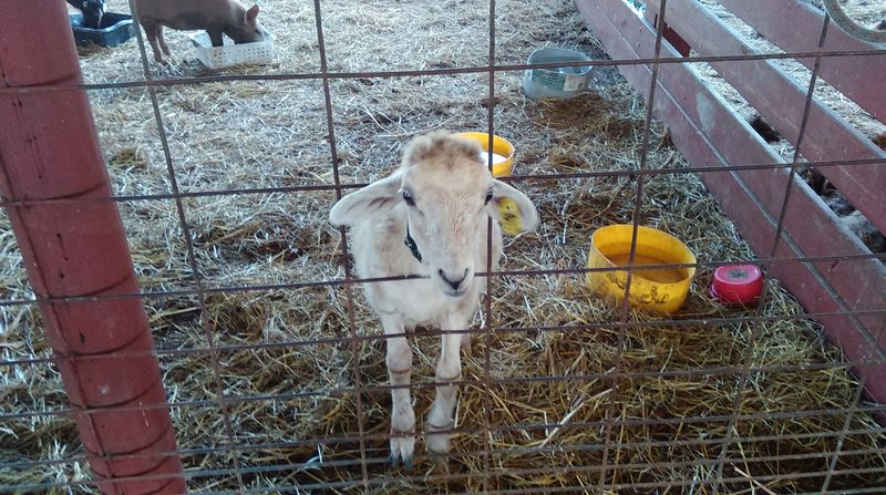 Hands-On Goat Feeding Experience