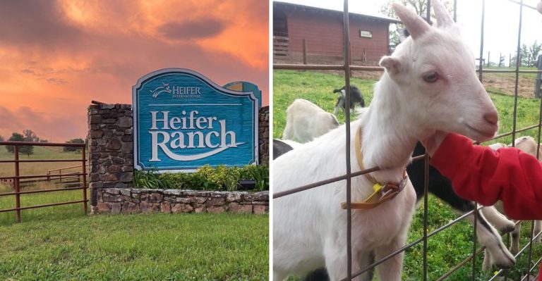 This Arkansas Farm Lets You Meet Baby Goats And Even Bottle Feed Them During Special Events
