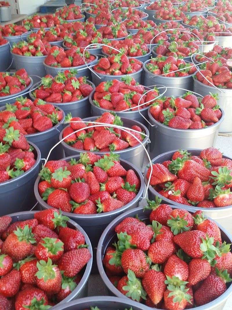 Sweetest Strawberries Picked At Peak Ripeness