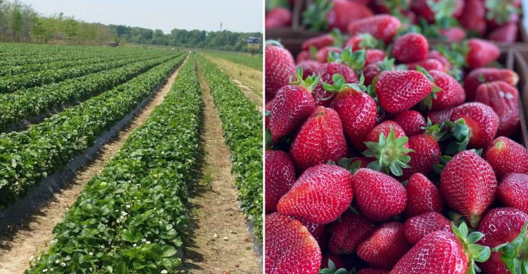 This Arkansas Farm Sells Some Of The Juiciest Strawberries Ever