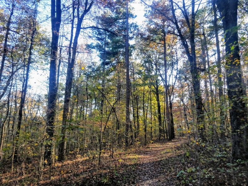 A Forest Trail Where The Ozarks Show Their Most Unusual Side
