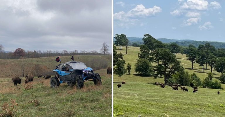 This Arkansas Ranch Is Where Roaming Buffalo And Off-Road Adventure Naturally Collide