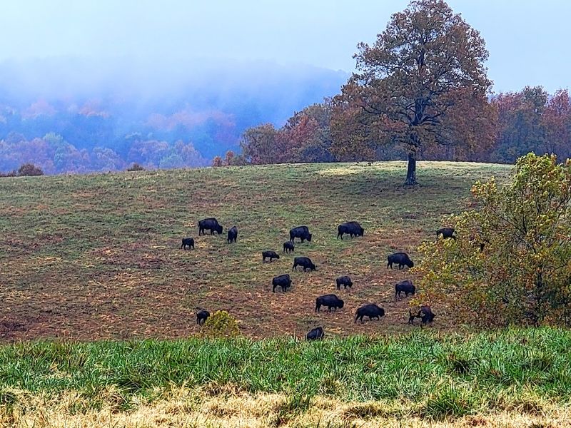 Ozark Highland Pastures Teeming With American Bison
