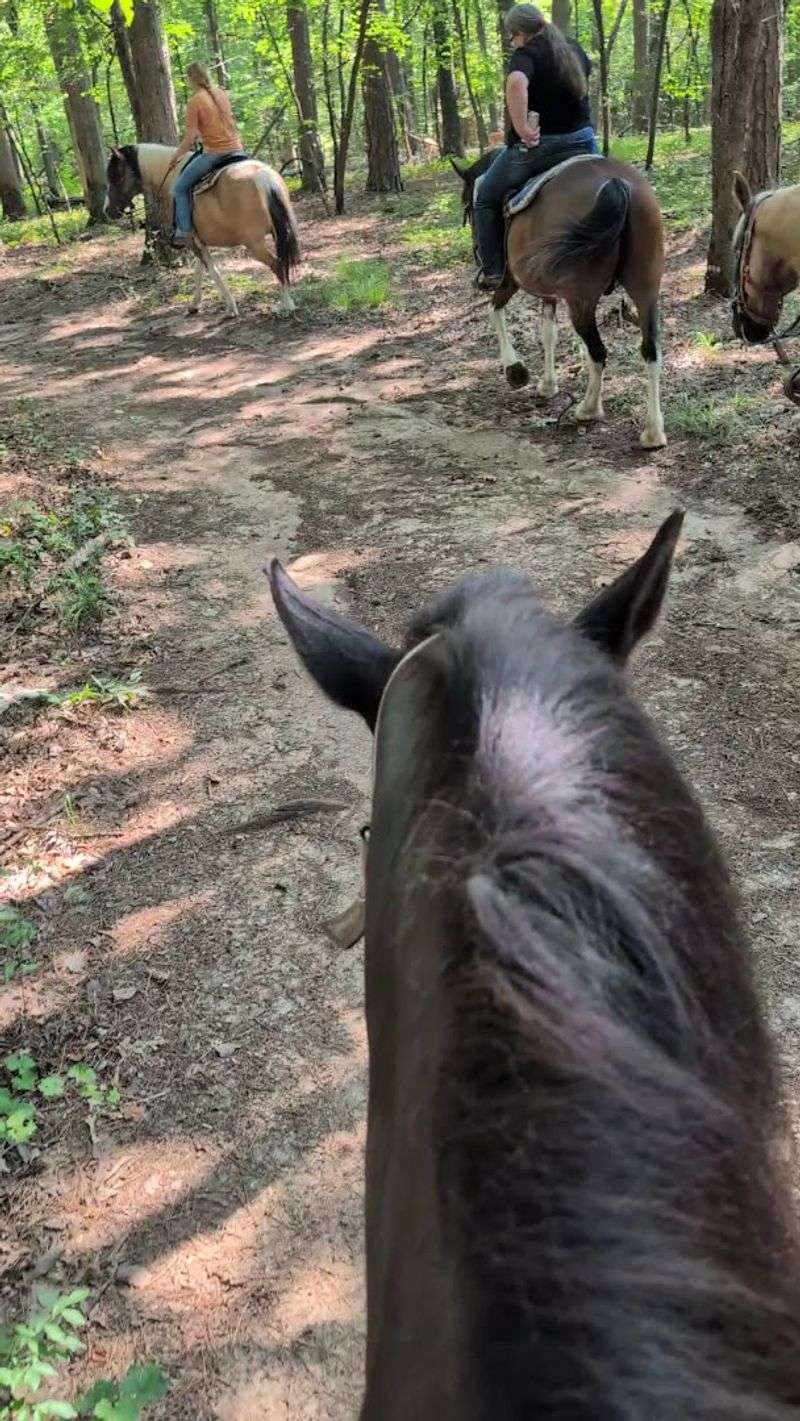 Shaded Forest Trails Winding Through Rolling Hills