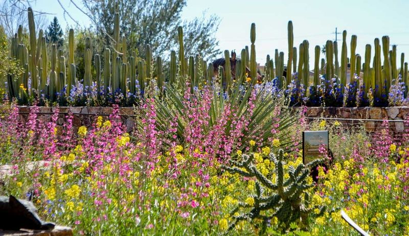 A Desert Garden That Blooms With Springtime Magic