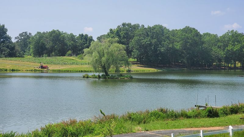 A Sea Of Purple Across The Hills