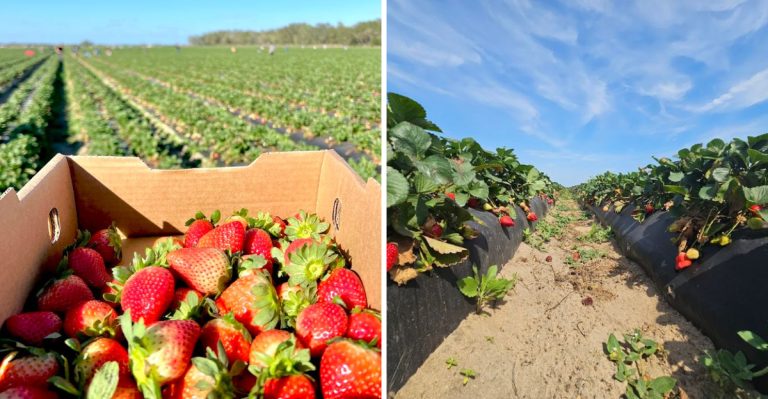 This Beloved Florida Farm Market Reopens With Fresh Energy Every April