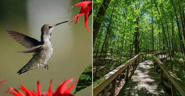 A hummingbird at Kalamazoo Nature Center
