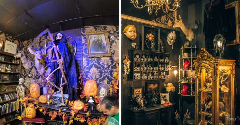 This Bizarre Florida Shop Has Exotic Oddities That Will Leave You Speechless