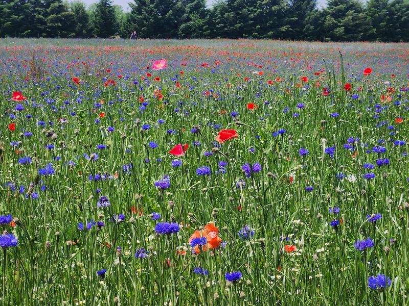 Understand The Heart Behind The Field