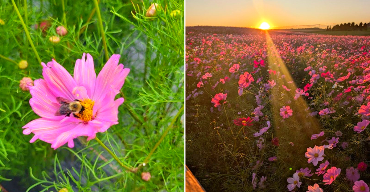 Memorial Poppy Fields at Pleasant Hill Farm