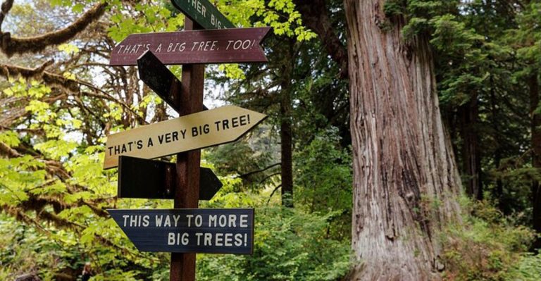This California Forest Is Home To The Tallest Trees On Earth