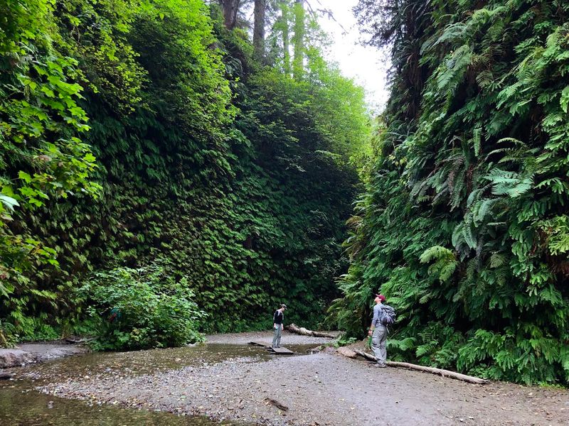 The Canyon Walls Covered In Ancient Ferns