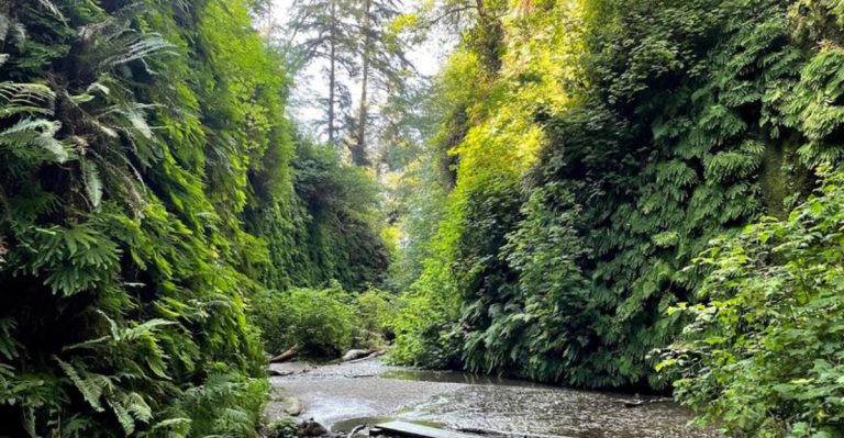 This California Park Has A Secret Mini Rainforest You Have To See