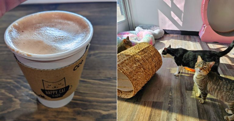 Inside the Happy Cat Café and their latte