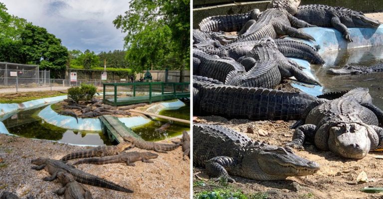 This Century-Old Arkansas Attraction Is Both Surprisingly Fierce And Incredibly Gentle