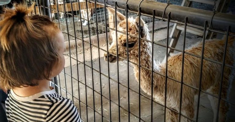 This Charming Alpaca Ranch In America Is Right Here In Arizona, And It’s Perfect For Families