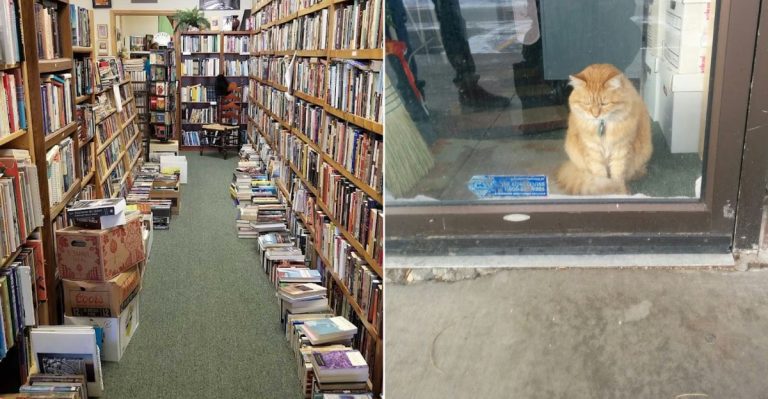 This Charming Colorado Bookstore Combines Endless Aisles With Resident Cats