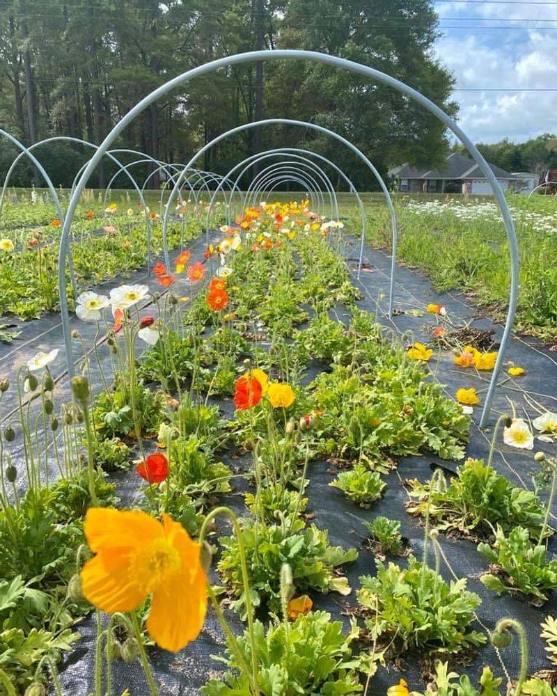 U-Pick Flower Field Experience