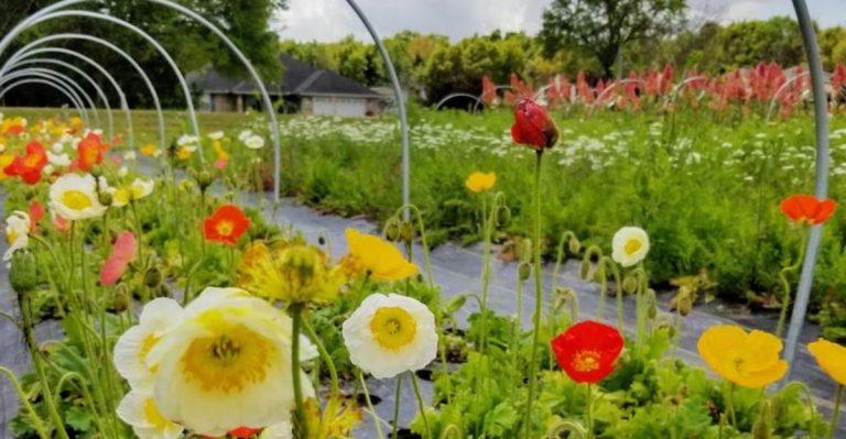 This Charming Flower Farm In Florida Bursts With Spring Blooms