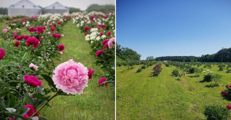 This Charming Flower Farm In Illinois Bursts With Spring Color Every Single Year