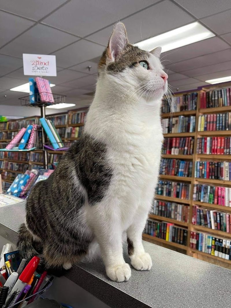 Noah The Resident Bookstore Cat