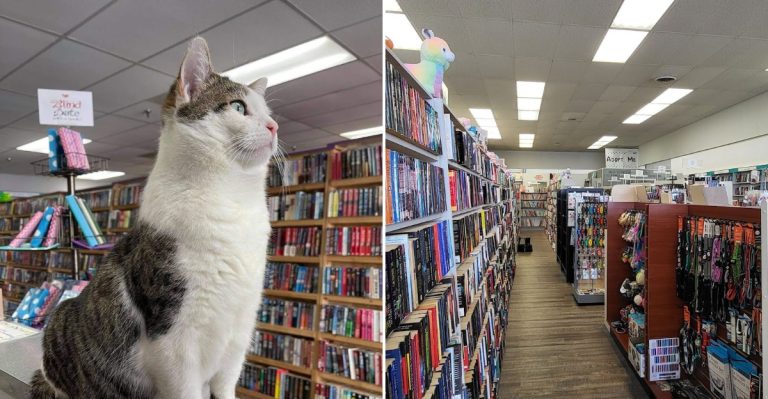 This Charming Illinois Bookstore Combines Endless Aisles With Resident Cats