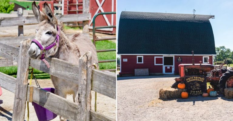 This Charming Illinois Farm Lets You Interact With Animals And Enjoy Fun Family Activities