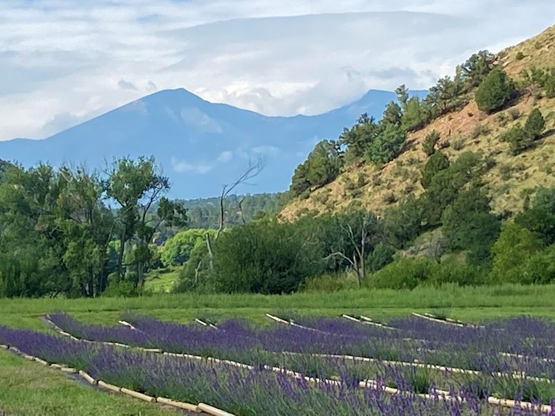 Where the Plan Makes Itself