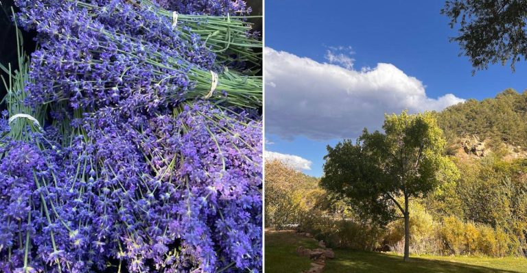 This Charming Lavender Farm In Colorado Is A Dreamy Day Trip That Feels Like Summer