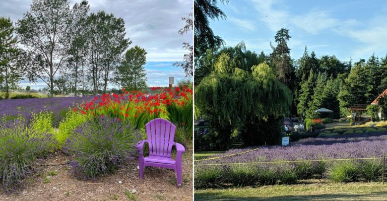 This Charming Lavender Farm In Washington Is A Dreamy Day Trip That Feels Like Summer