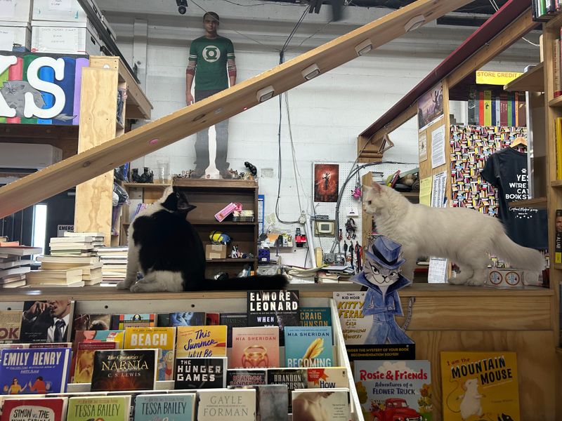 Three Resident Cats Rule These Literary Roosts