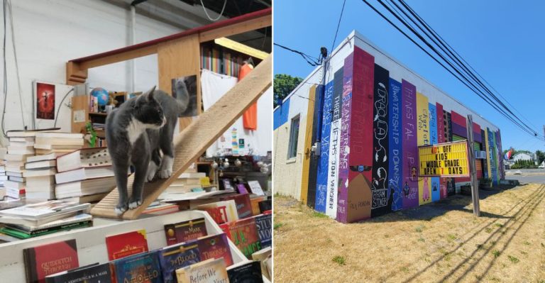 This Charming Pennsylvania Bookstore Pairs Endless Aisles With Resident Cats