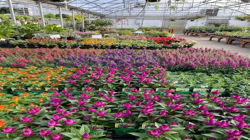 Hidden Greenhouse Pathways Overflowing With Seasonal Color