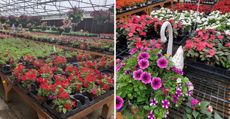 This Charming Plant Shop In Arkansas Will Make You Feel Like You’re In A Secret Garden