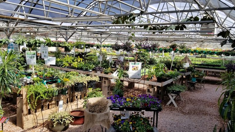 A Family-Run Greenhouse With Real Roots