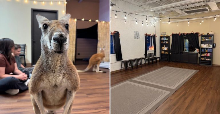 This Colorado Animal Attraction Lets You Meet Kangaroos And See Exotic Animals Up Close