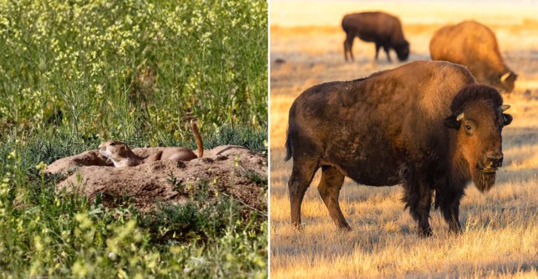 This Colorado Bird Sanctuary Is A Must-Visit During Peak April Migration