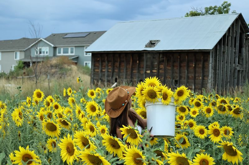 A Sunflower Field That Earns Its Own Zip Code