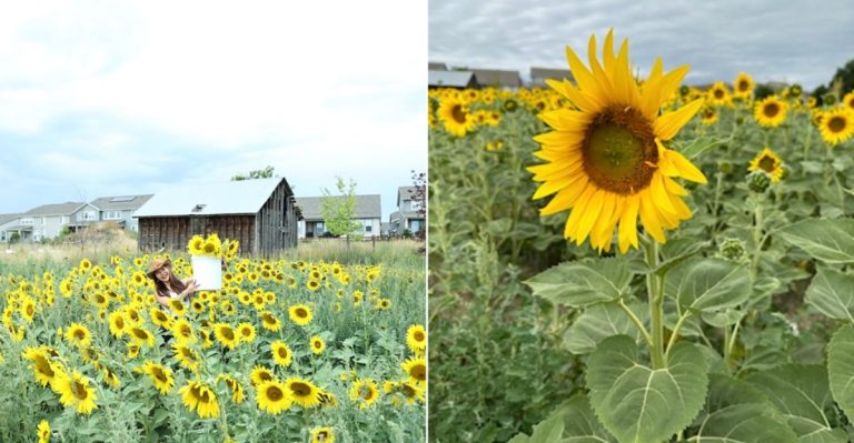 This Colorado Farm Grows Massive Sunflower Fields And Lets Guests Explore Without Paying