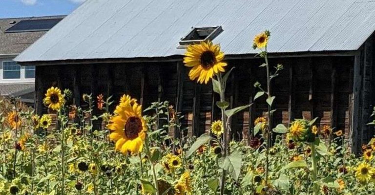 This Colorado Farm Has Huge Sunflower Fields You Can Visit On A Donation Basis For Free